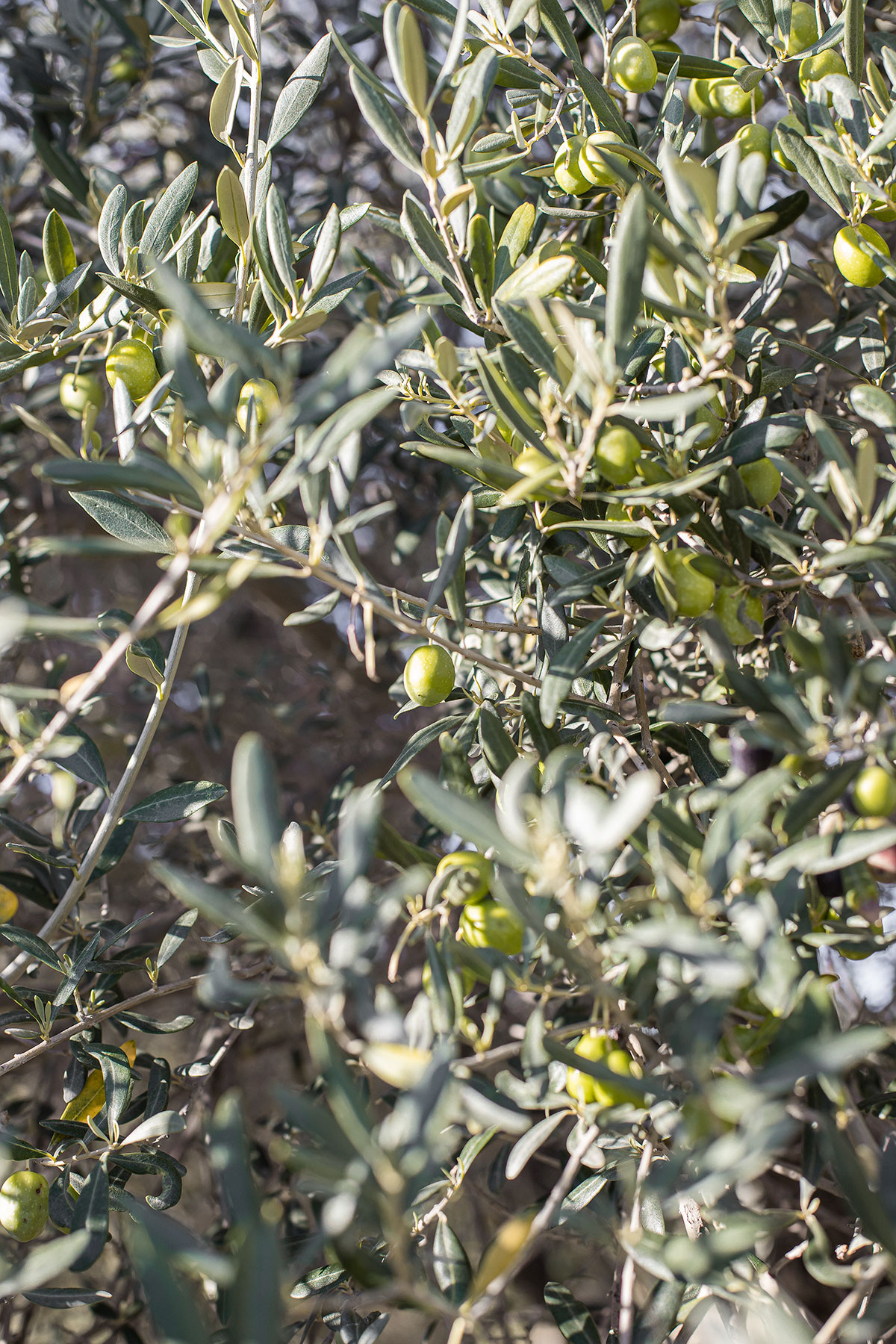 olivos