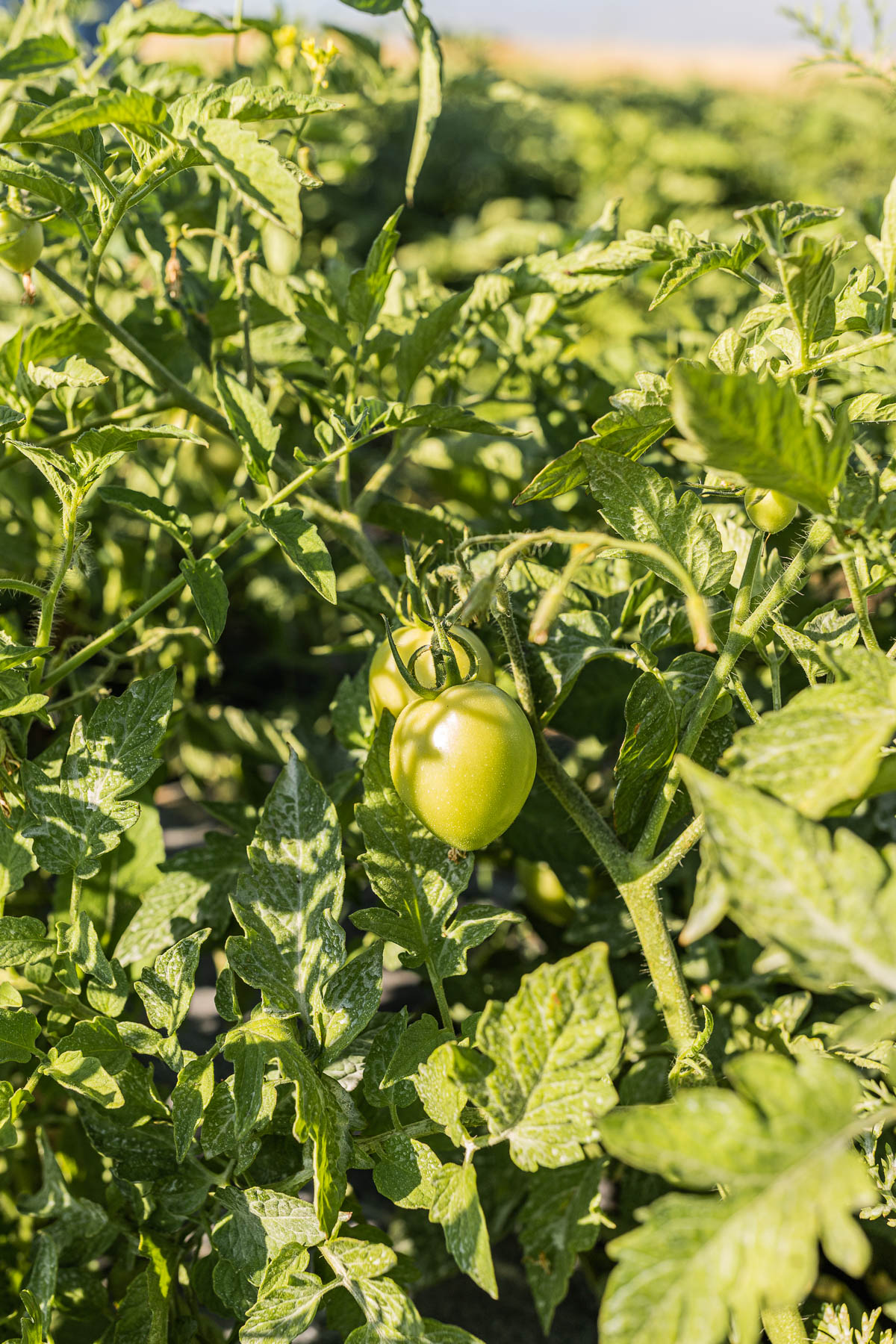 Tomates en la huerta Bioalverde
