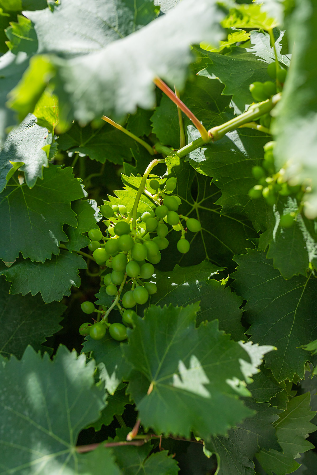 Uvas en Creta Grecia